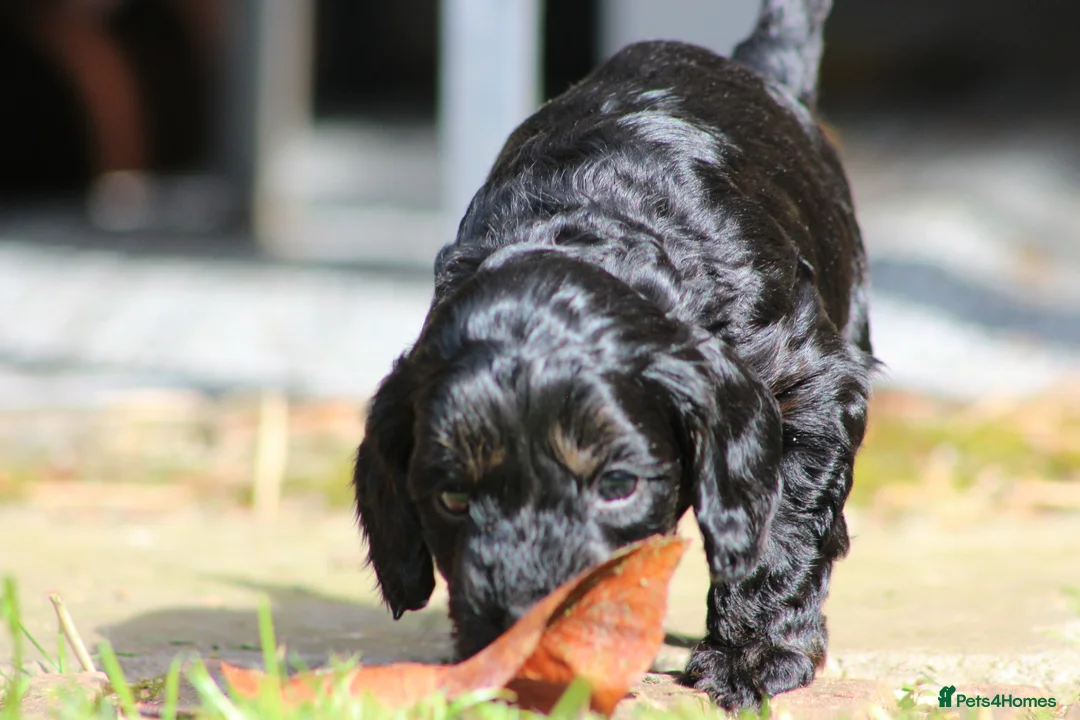 Cockapoo dogs for sale: F1B Cockapoo puppies… **4 still available** - Advert 2