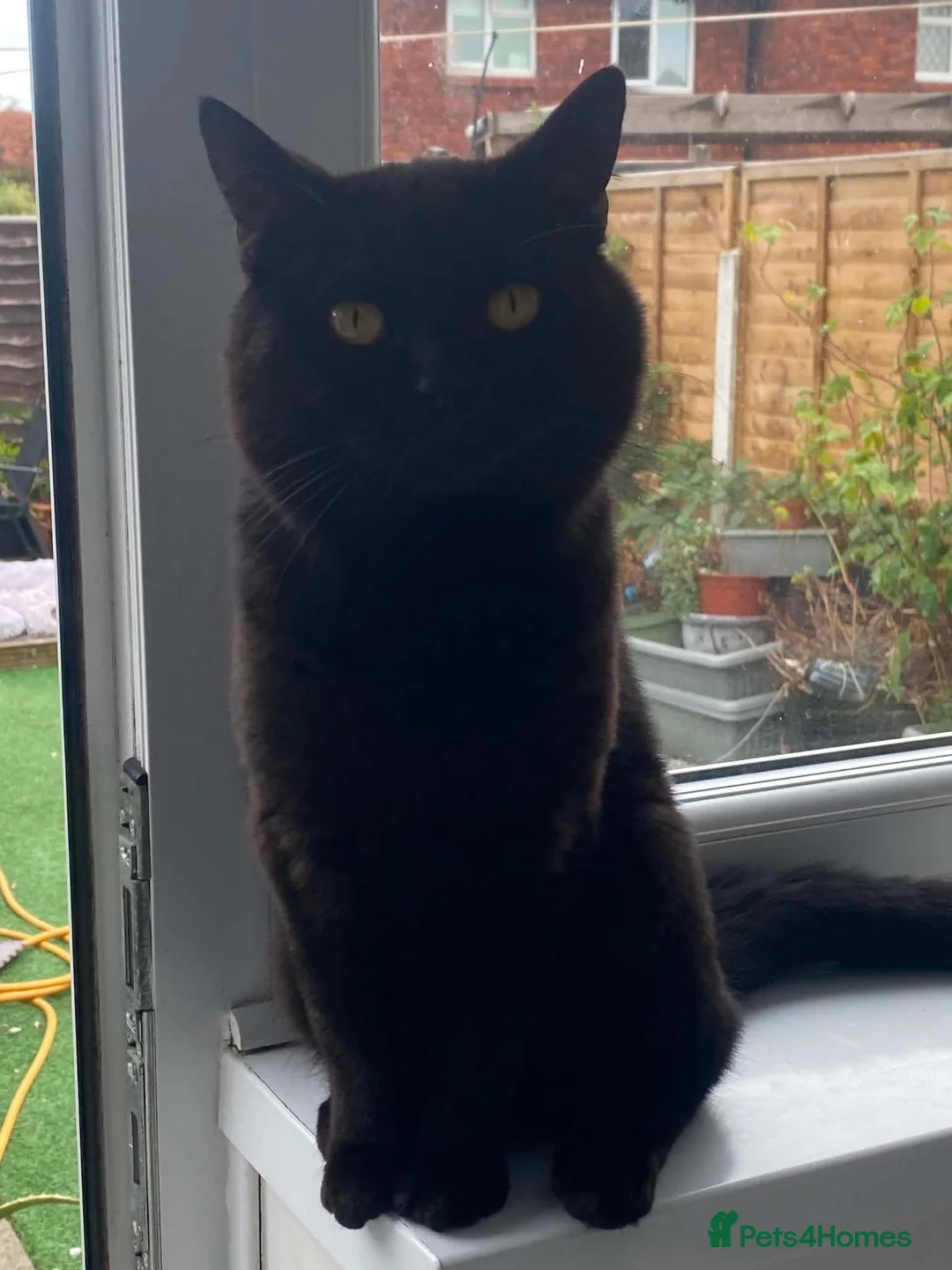 British Shorthair cats for sale: Beautiful Noah – British Shorthair Boy - Advert 3