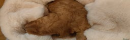Mixed Breed dogs for sale: Miniature poodle  - Advert 6