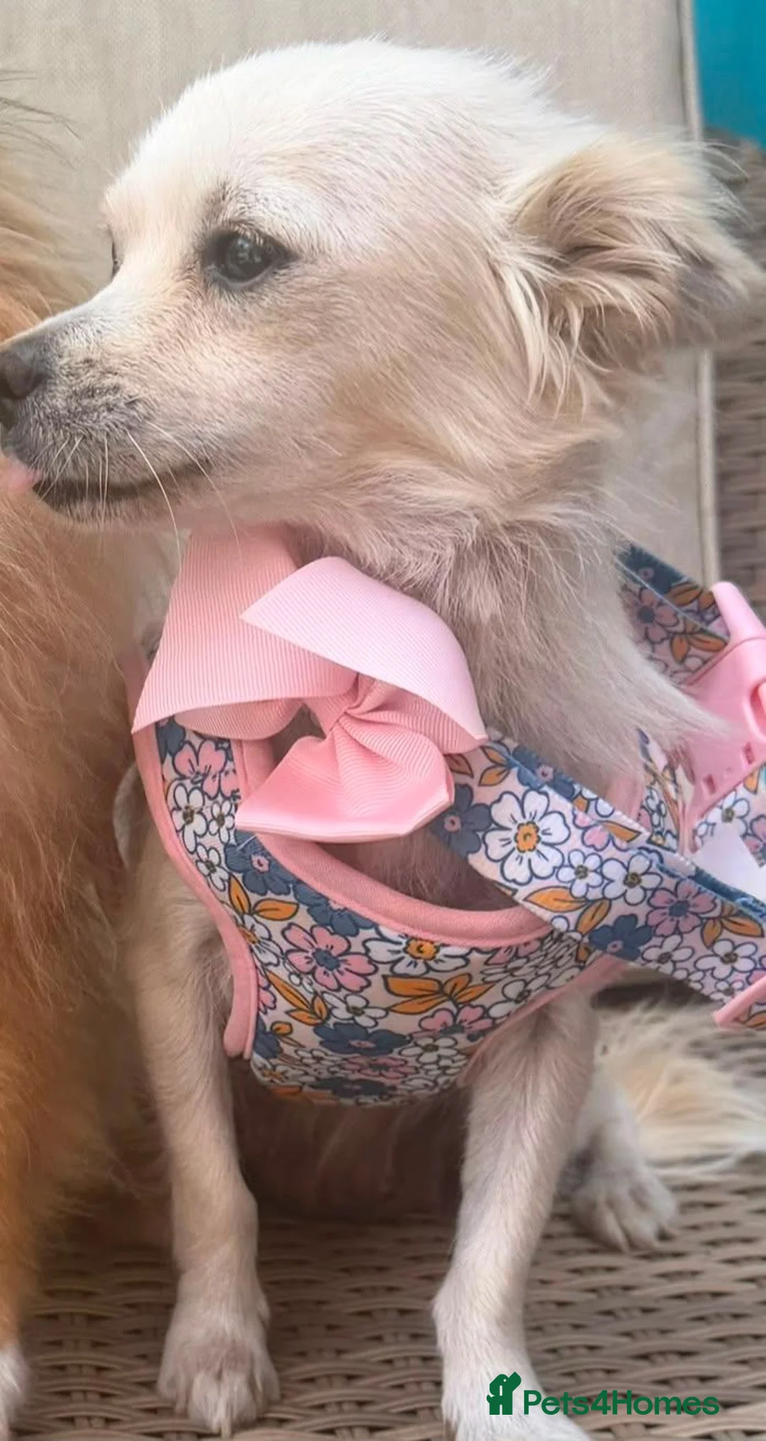 Pomchi dogs for sale: Pomeranian/chihuahua micro pups in Birmingham - Advert 2