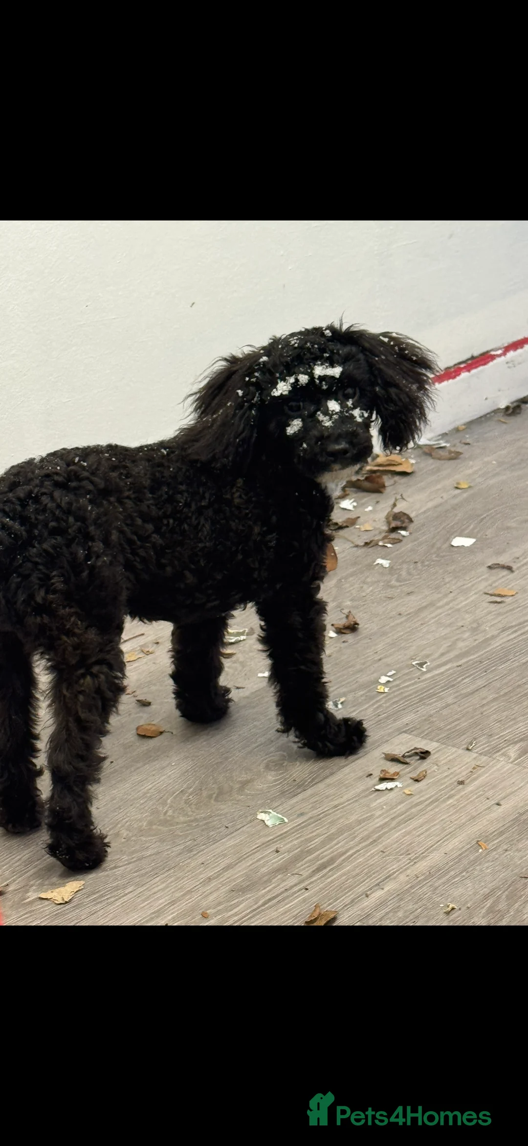 Toy Poodle dogs for sale: Toy Poodle Puppy  - Advert 2