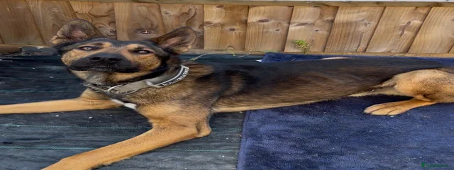 Rambo