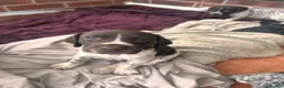 German Shorthaired Pointer dogs for sale: German shorthaired pointer puppies  - Advert 1