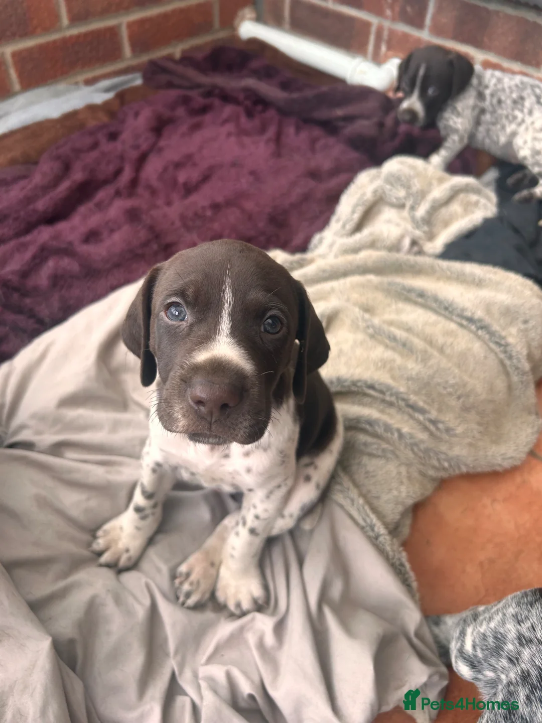 German Shorthaired Pointer dogs for sale: German shorthaired pointer puppies  - Advert 1