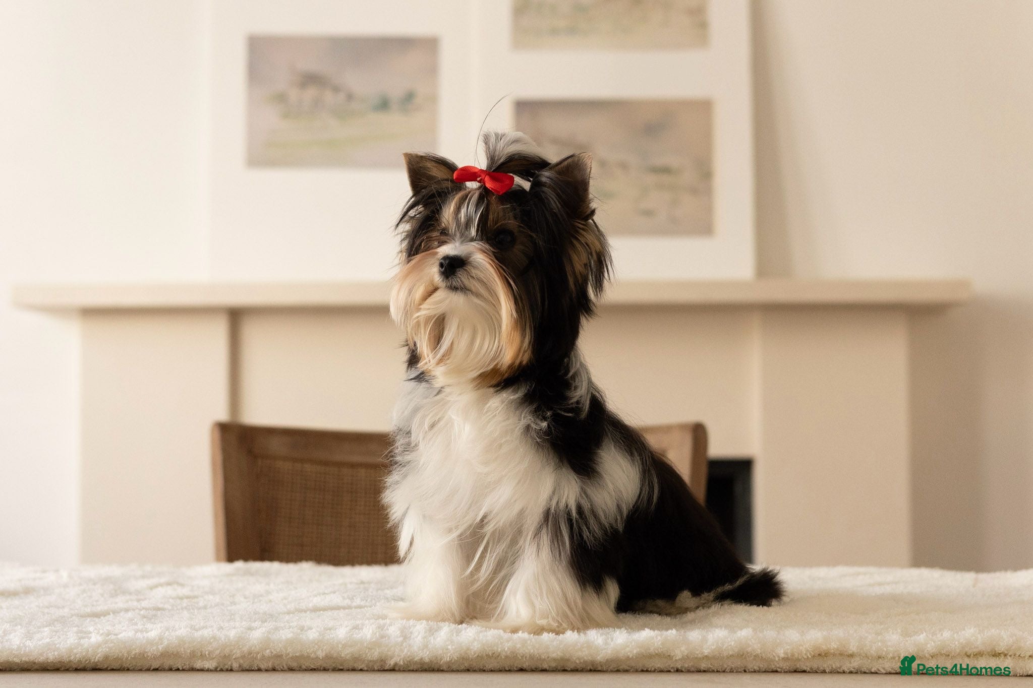 Biewer Terrier dogs Tiny Biewer Terrier Girl - FCI pedigree  - Advert 4