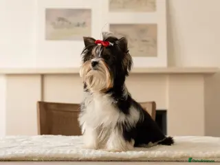 Biewer Terrier dogs Tiny Biewer Terrier Girl - FCI pedigree - Advert 4