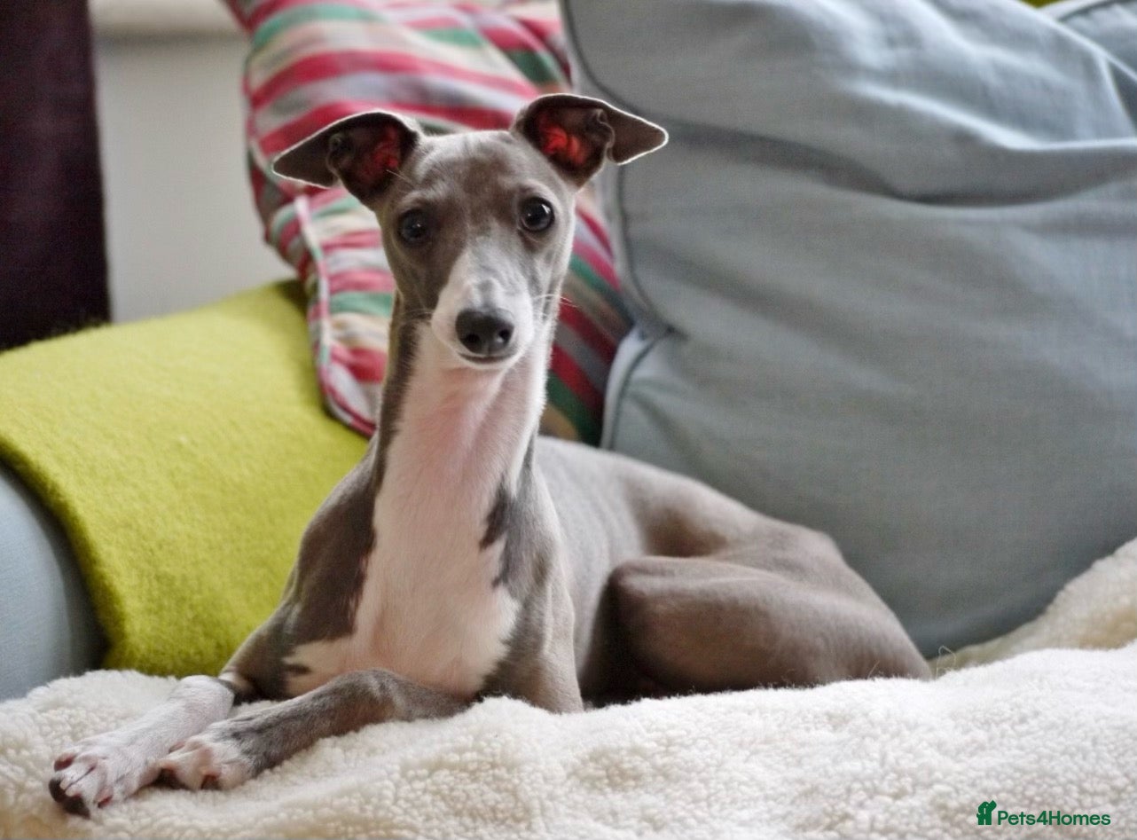 Italian Greyhound dogs for sale: Italian Greyhound WANTED older female  - Advert 4