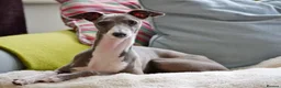 Italian Greyhound dogs for sale: Italian Greyhound WANTED older female  in Stoke-on-Trent - Advert 1