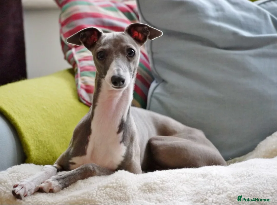 Italian Greyhound dogs for sale: Italian Greyhound WANTED older female  in Stoke-on-Trent - Advert 1