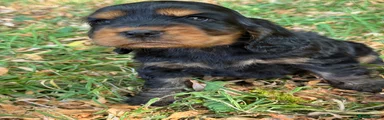 Cocker Spaniel 4