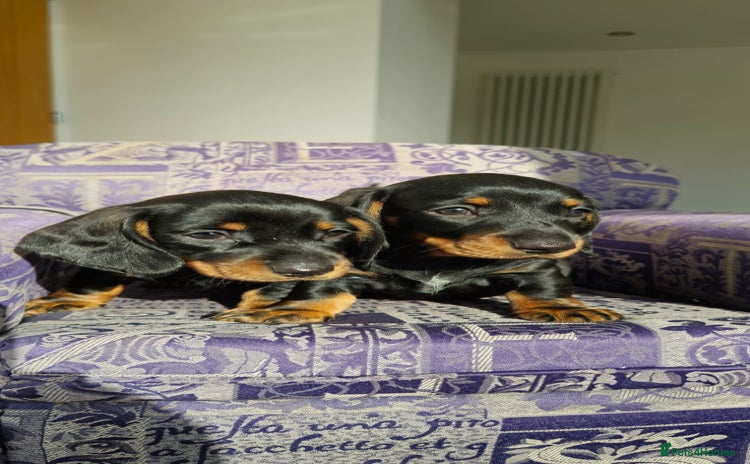 Miniature Dachshund dogs - Advert 11