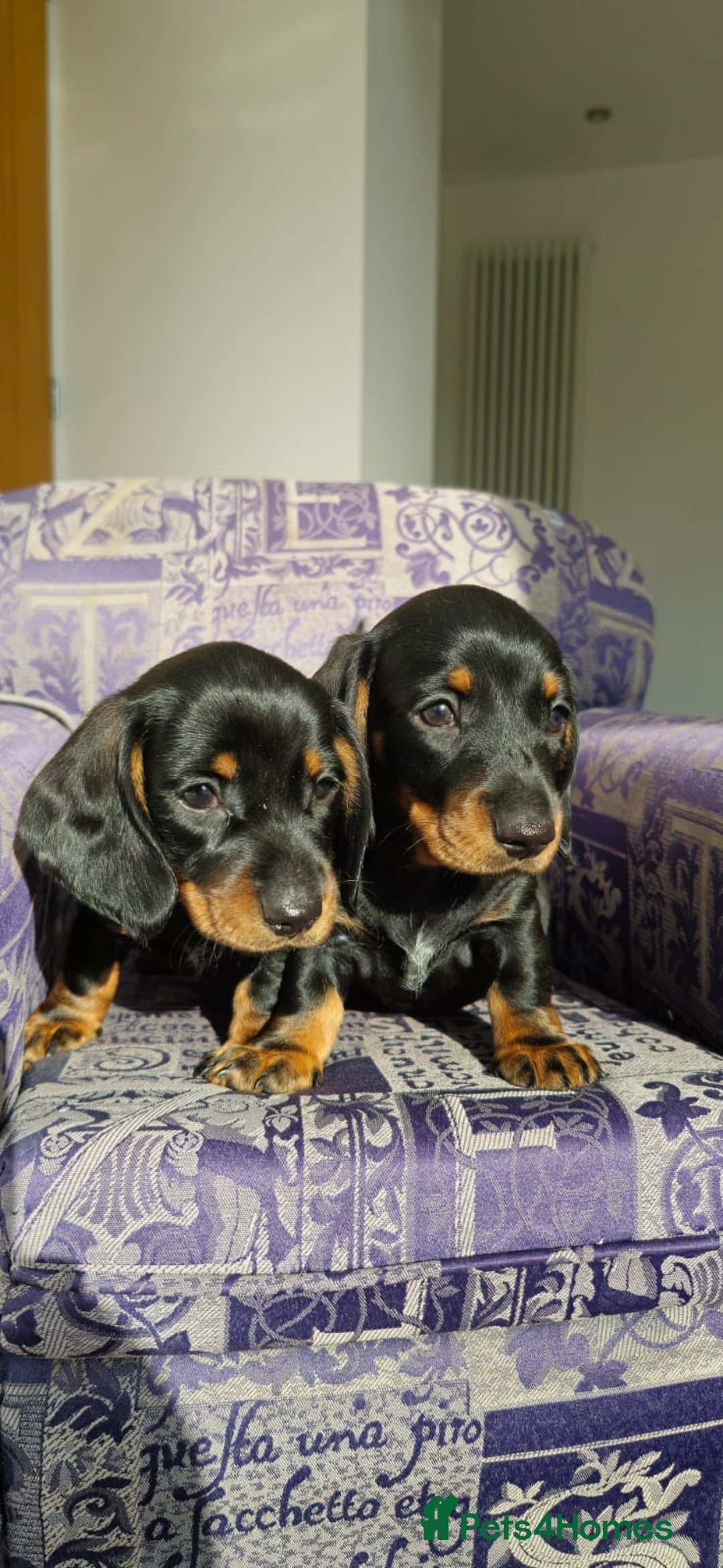Miniature Dachshund dogs for sale: Miniature dachshunds  - Image 1