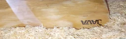 Corn Snake reptiles for sale: Baby cornsnake with vivarium and everything in it  in Hartlepool - Advert 14