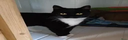 Mixed Breed cats for adoption: MIDNIGHT - Advert 2