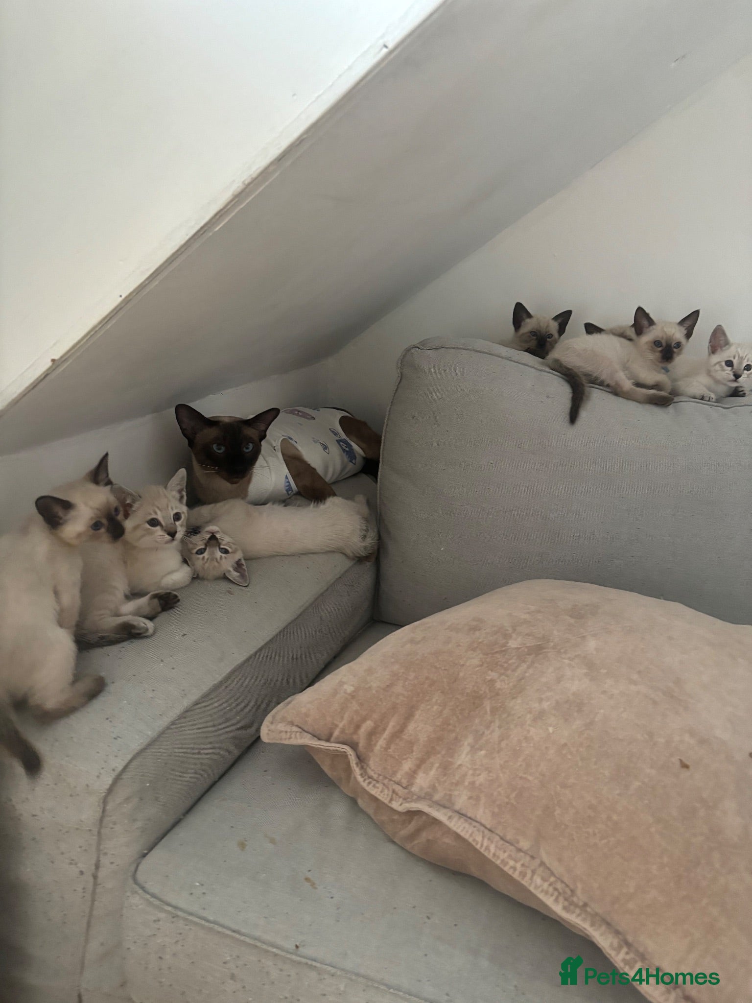 Siamese cats 7 Siamese Kittens  - Advert 1