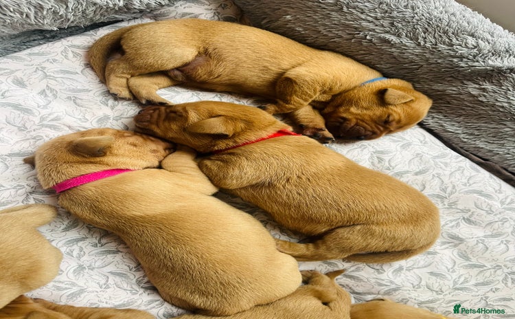 Labrador Retriever dogs - Advert 7