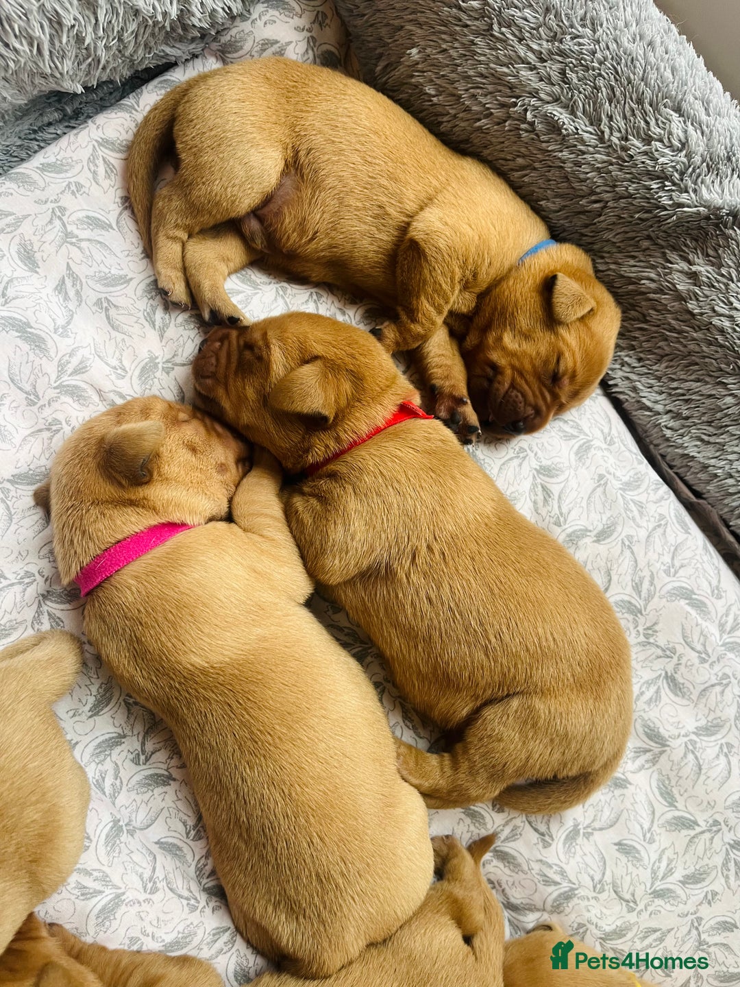 Labrador Retriever dogs for sale: Gorgeous Fox Red Labrador Puppies - Image 1