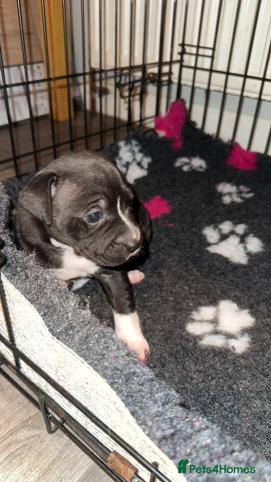 Staffordshire Bull Terrier dogs for sale: Stunning chunky puppies  - Advert 6