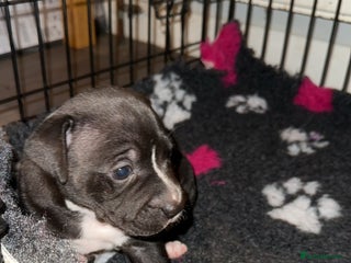 Staffordshire Bull Terrier dogs Stunning chunky puppies - Advert 12