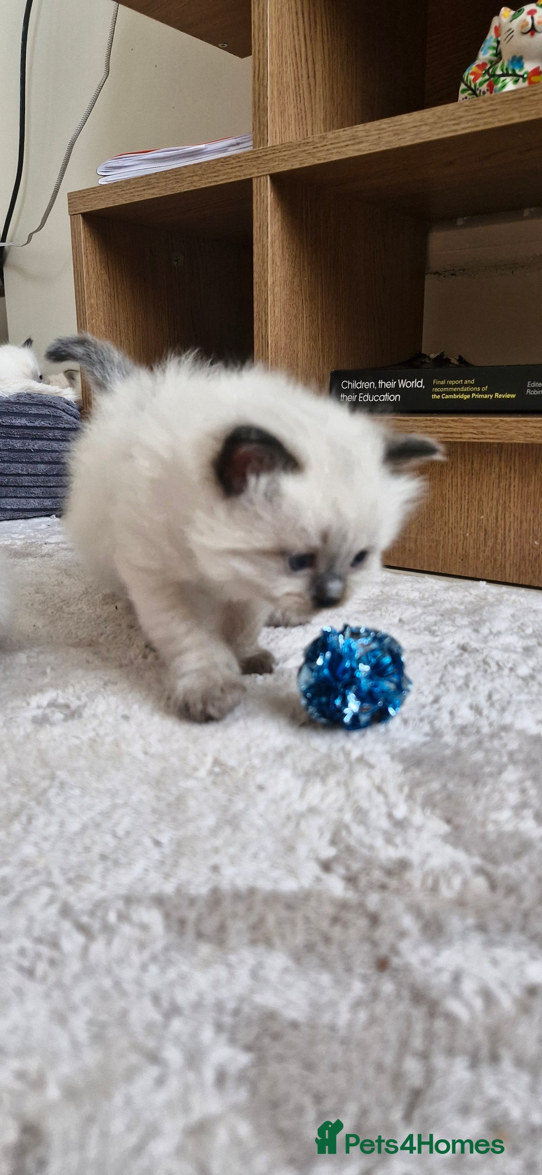 Ragdoll cats for sale: 🐾 Gorgeous Ragdoll Kittens.Ready 22nd December 🐾 - Image 14