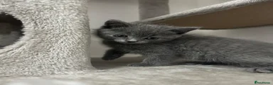 British Shorthair 2