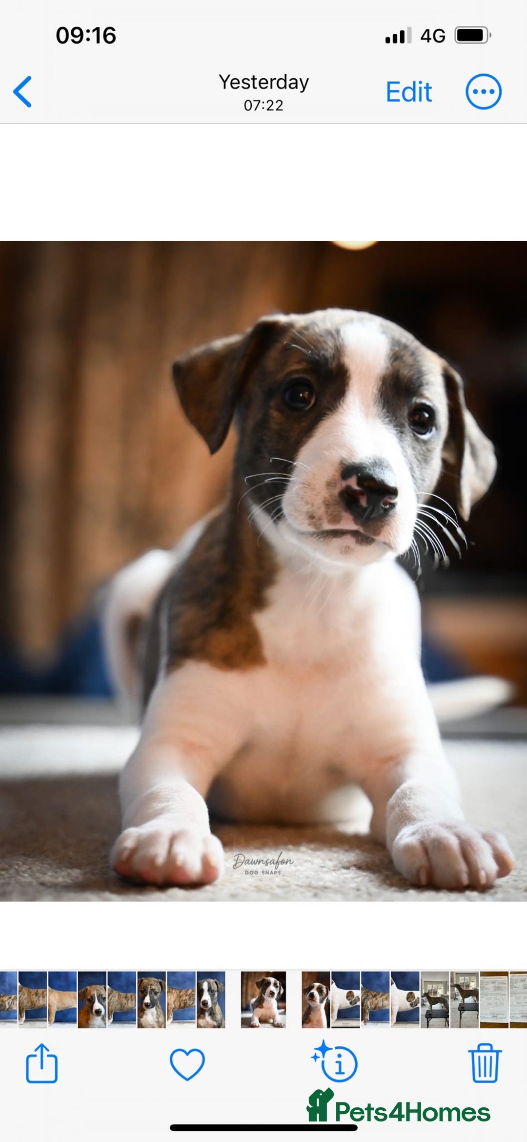 Whippet dogs for sale: Fabulous Whippet puppies  - Advert 1