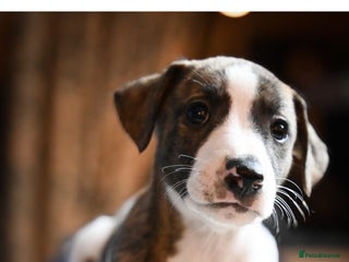 Whippet dogs Fabulous Whippet puppies - Advert 9