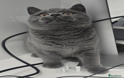 British Shorthair cats for sale: LAST CHUNKY BOY Cute Bristish Short Hair Kittens  - Image 1