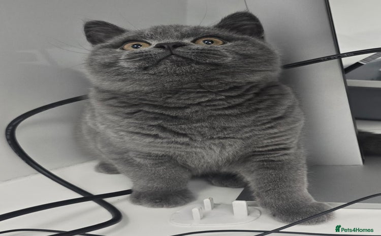 British Shorthair cats - Advert 8
