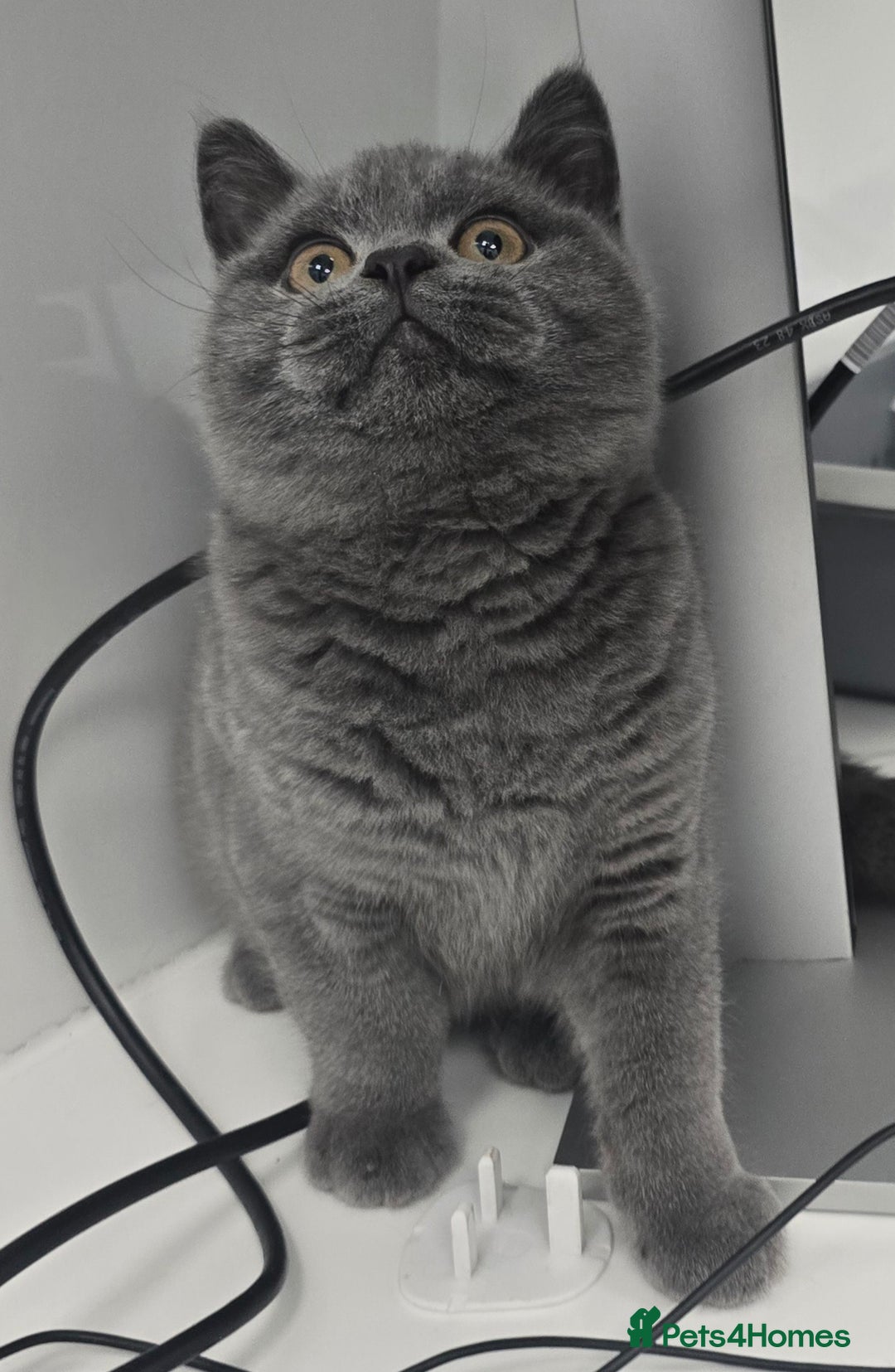 British Shorthair cats for sale: LAST CHUNKY BOY Cute Bristish Short Hair Kittens  - Image 1