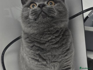 British Shorthair cats - Advert 1