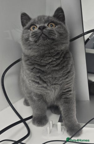 British Shorthair cats - Advert 8