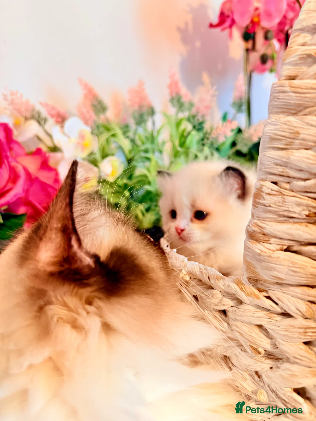 Ragdoll cats for sale: 🩷✨🏅GRAND CHAMP LINE TOP QUALITY RAGDOLLS - Advert 14
