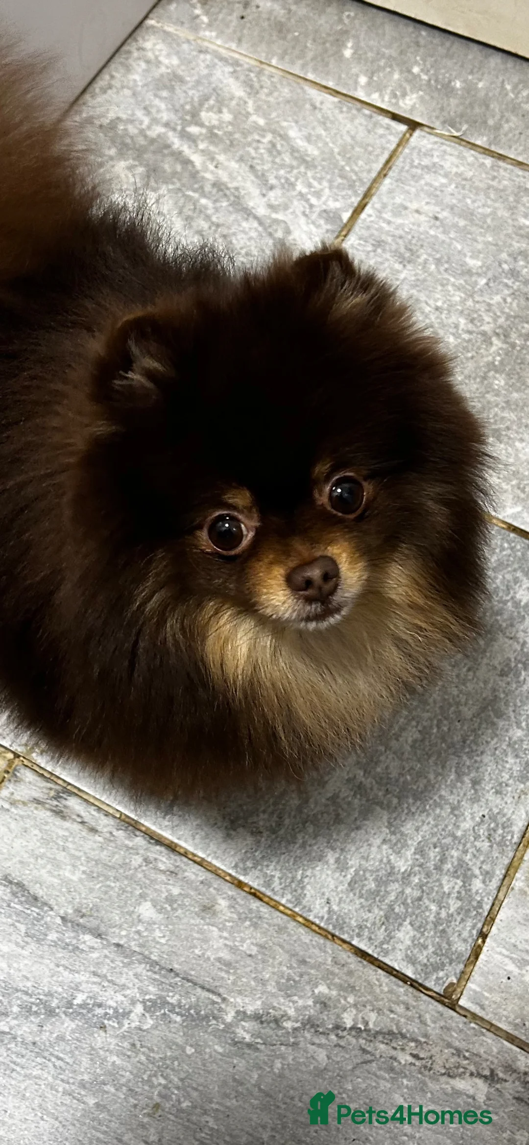 Pomeranian dogs for sale: 2 beautiful pom puppies  - Advert 2