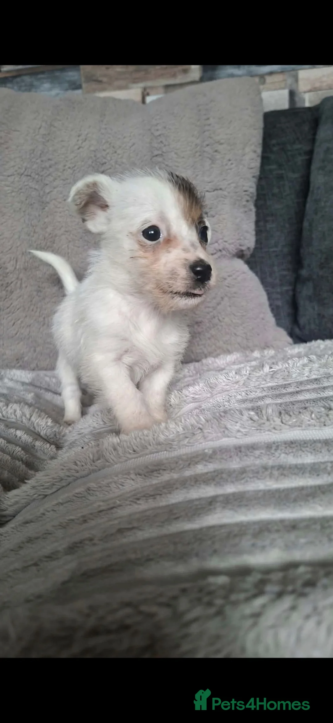 Jack Russell dogs for sale: Jack Russell  puppies  - Advert 11