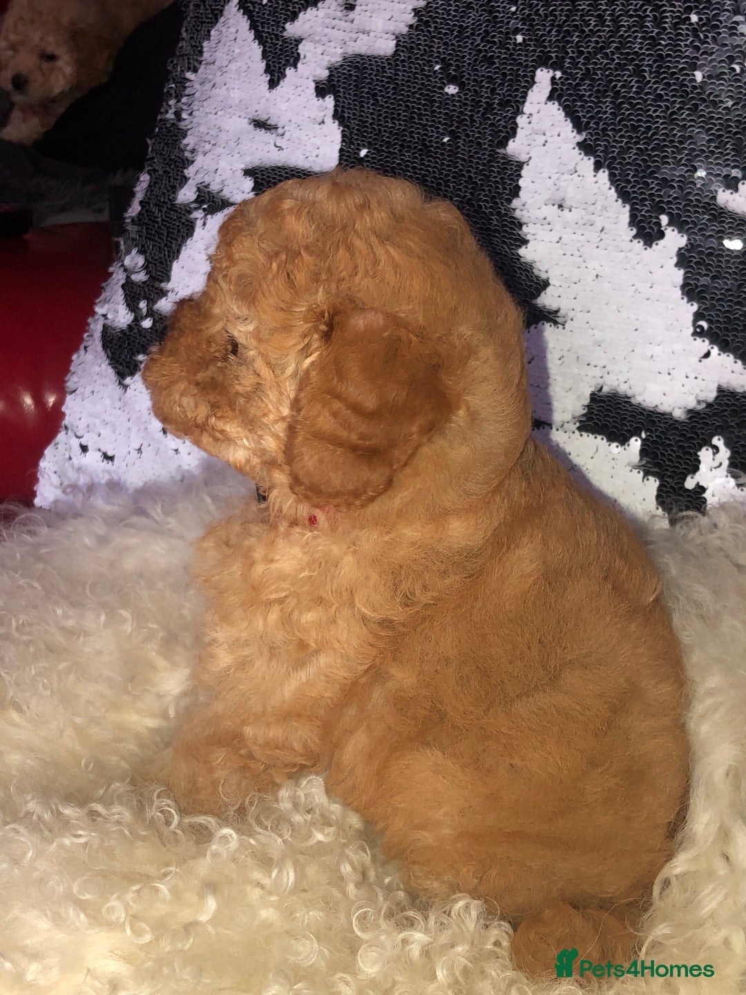 Cavapoo dogs for sale: STUNNING F1b cavapoos READY NOW  - Image 2