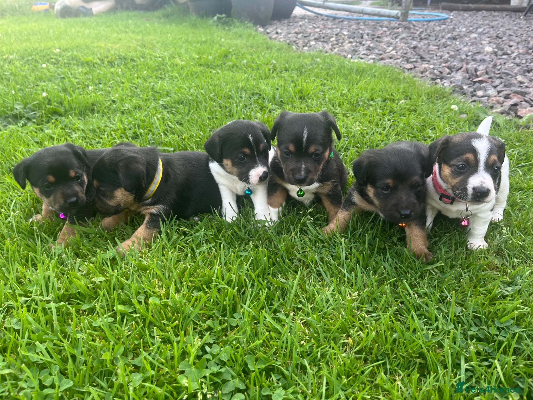 Jack Russell dogs Jack Russell puppies  - Advert 1