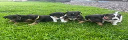 Jack Russell dogs for sale: Jack Russell puppies  - Advert 1