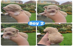Toy Poodle dogs for sale: Stunning toy poodle puppies  - Image 5