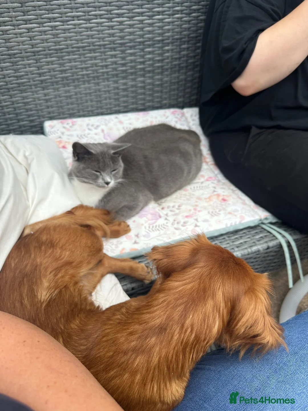 Mixed Breed cats for sale: British shorthair cross  - Advert 2