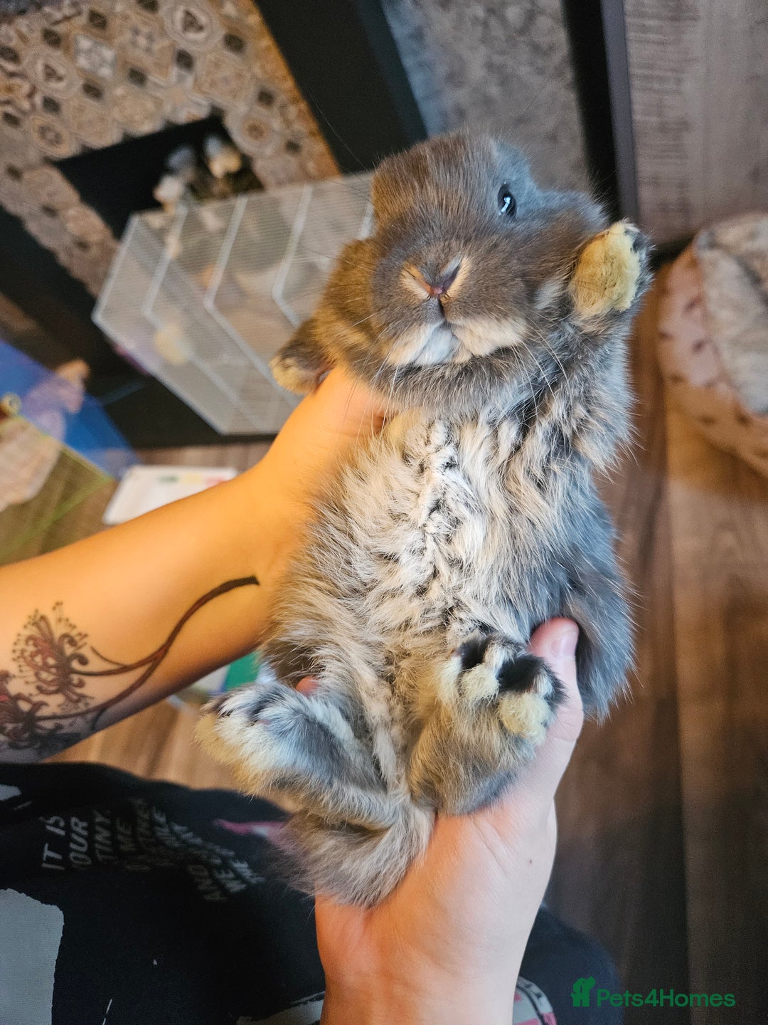 Mixed Breed rabbits for sale: 8 week old grey blue otter netherland dwarf x - Advert 23