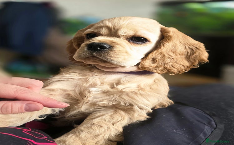 American Cocker Spaniel dogs - Advert 1