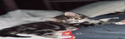 Domestic Shorthair cats for sale: Gorgeous male kitten  - Advert 5