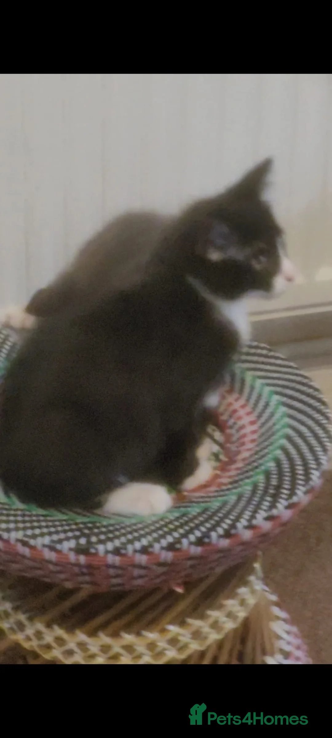 Bengal cats for sale: Tuxedo male kitten for sale - Advert 7