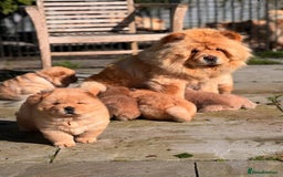 Chow Chow dogs for sale: Adorable Chow Chow Puppies for Sale. - Image 2