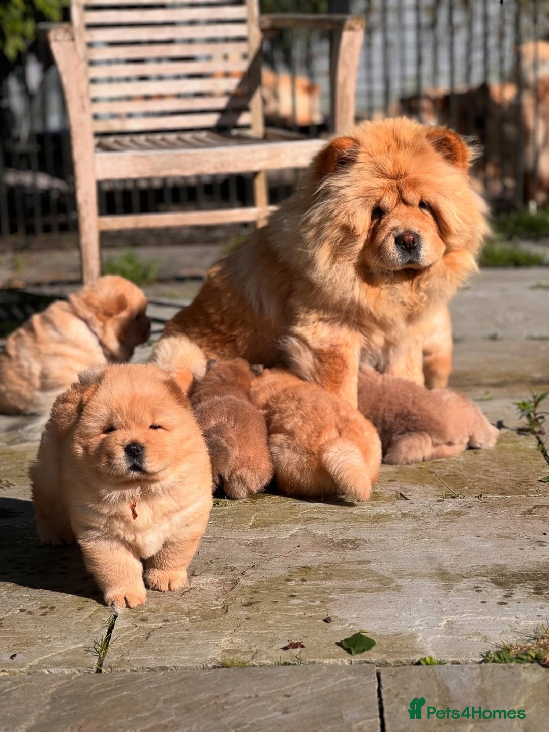 Chow Chow dogs for sale: Adorable Chow Chow Puppies for Sale. - Image 2