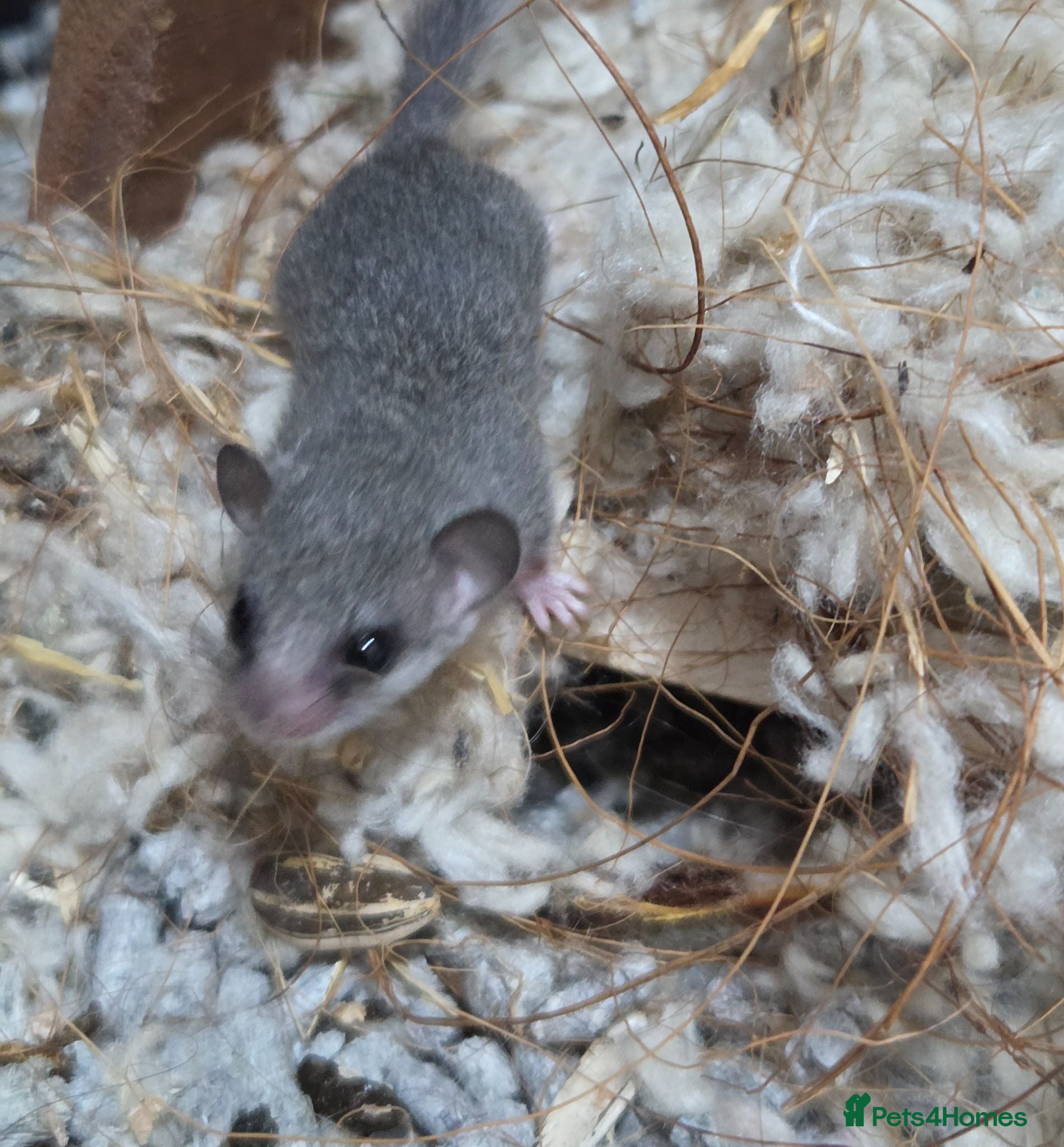 Mixed Breed rodents Pygmy African dormice  - Advert 8