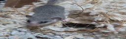 Mixed Breed rodents for sale: Pygmy African dormice  - Advert 1