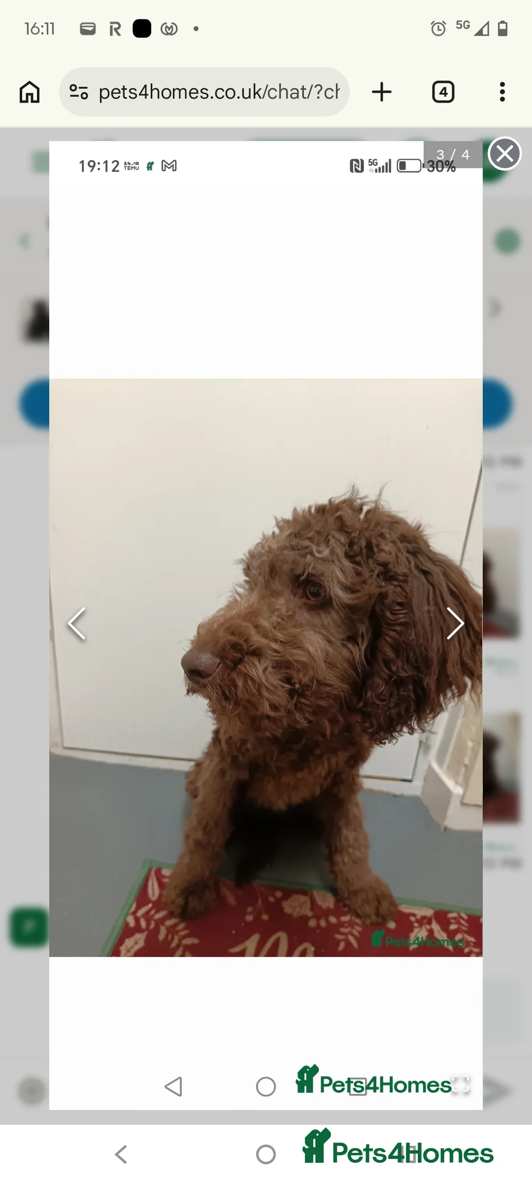 Goldendoodle dogs for sale: 2 Beautiful Goldendoodle pups remaining  - Advert 2
