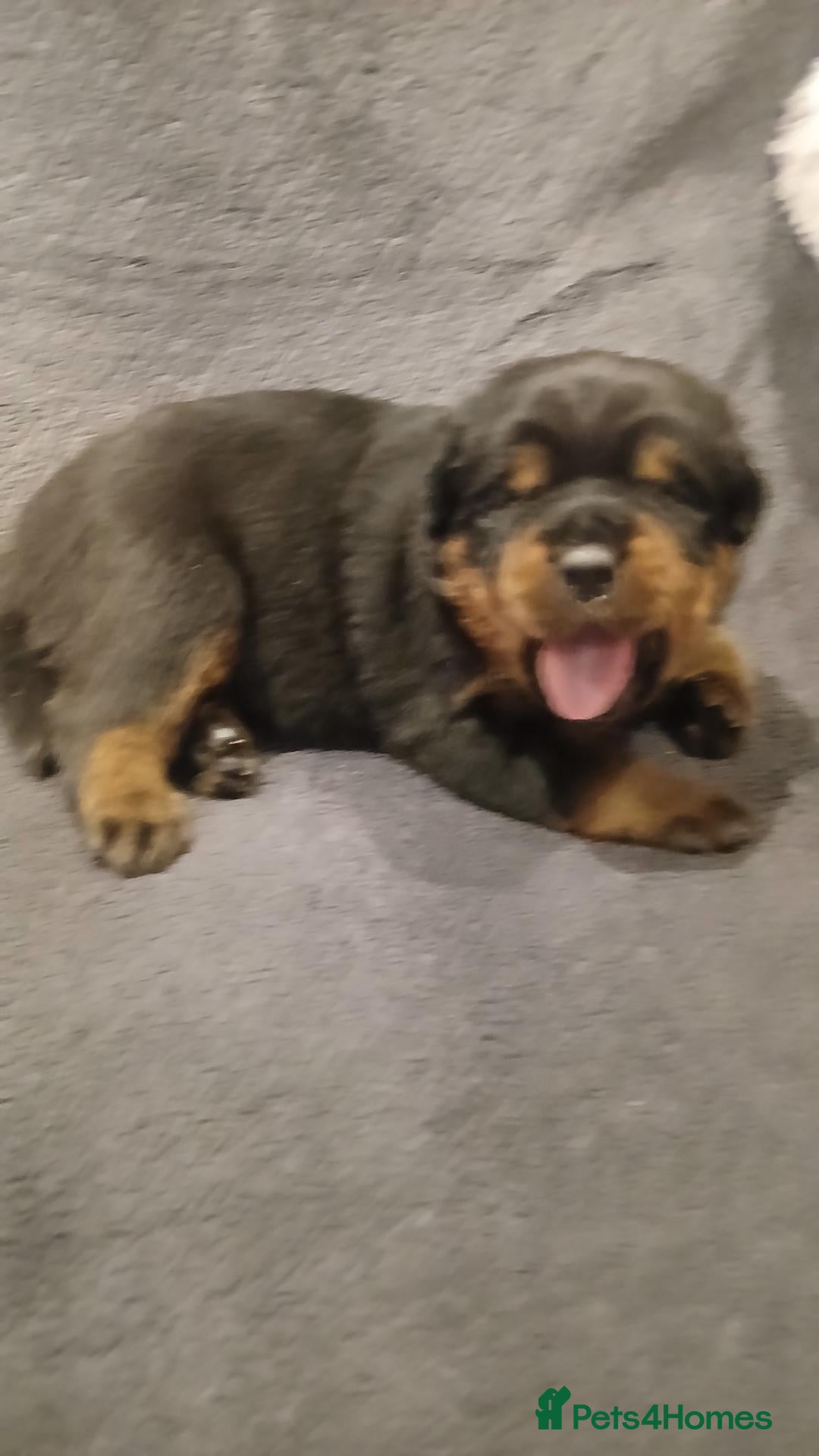 Rottweiler dogs Rottweiler puppy boy  - Advert 6